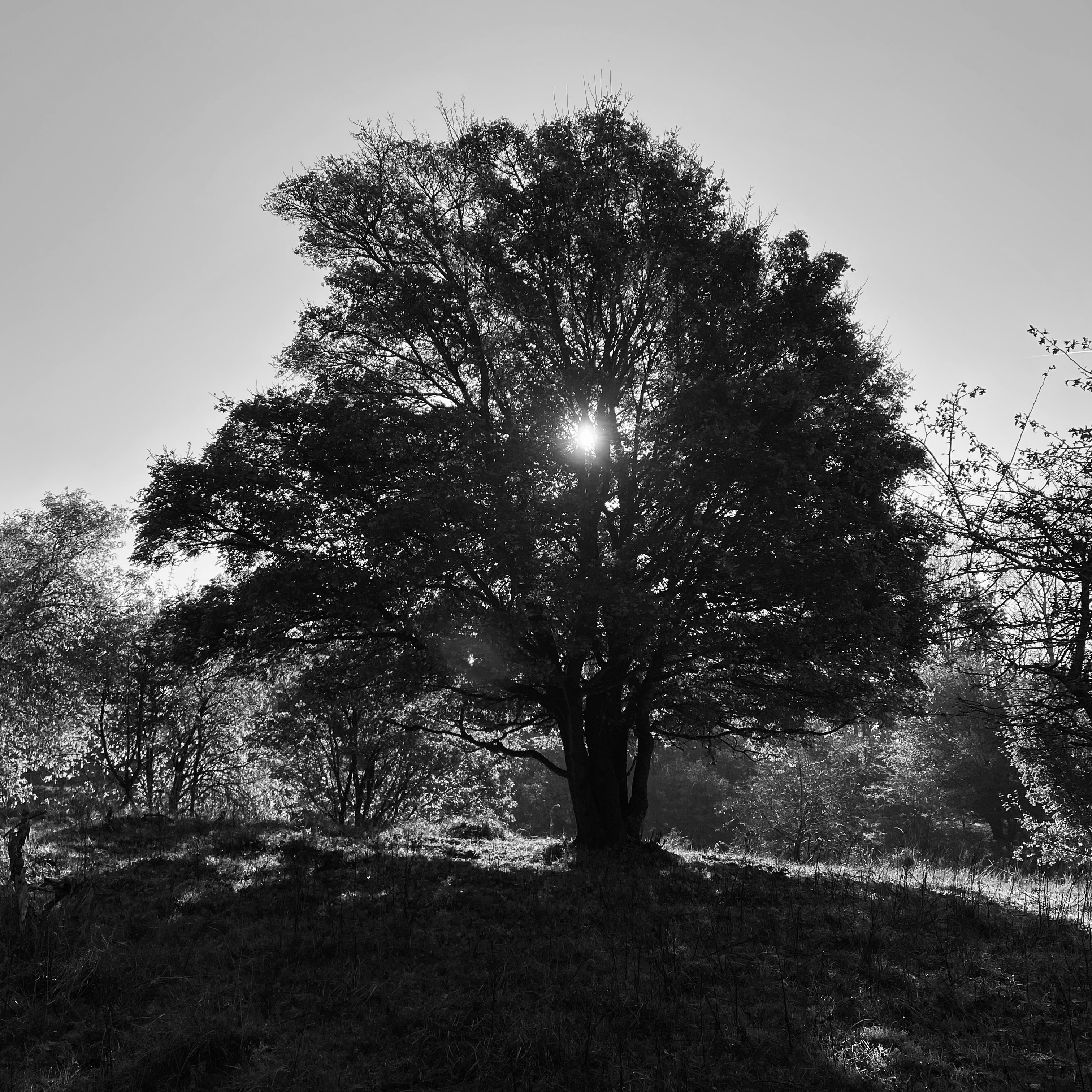 trees with sun shining through branches