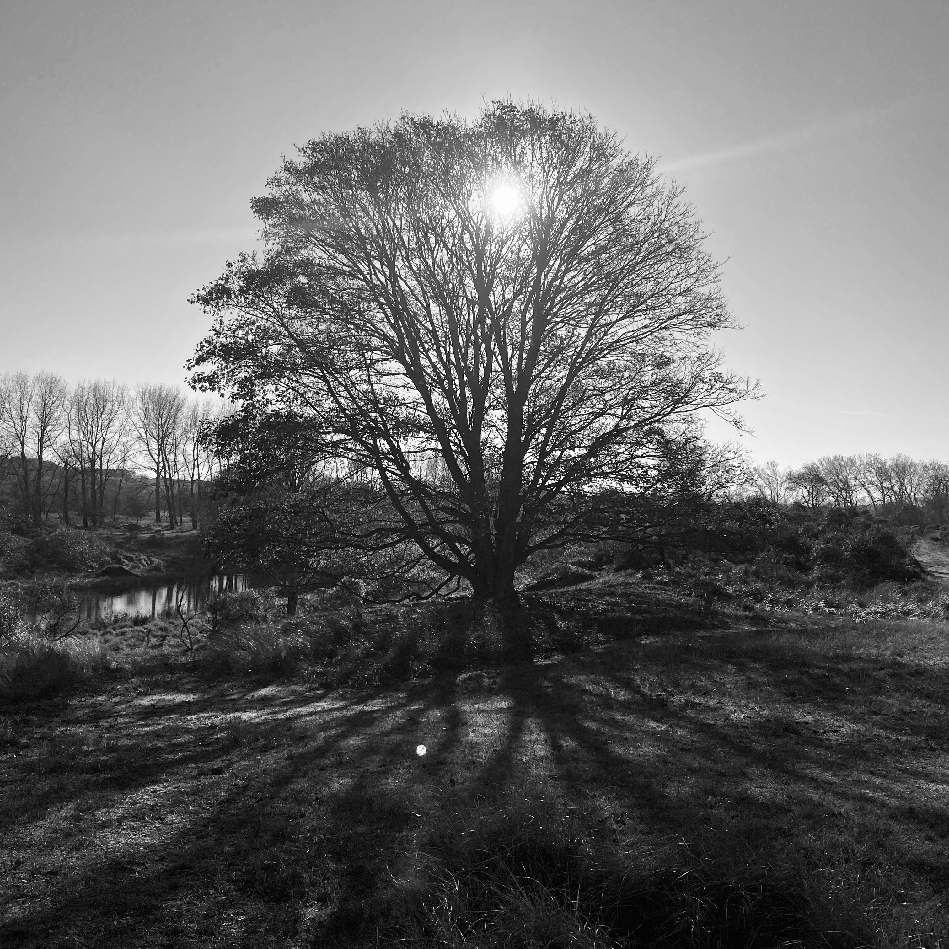 tree with sun