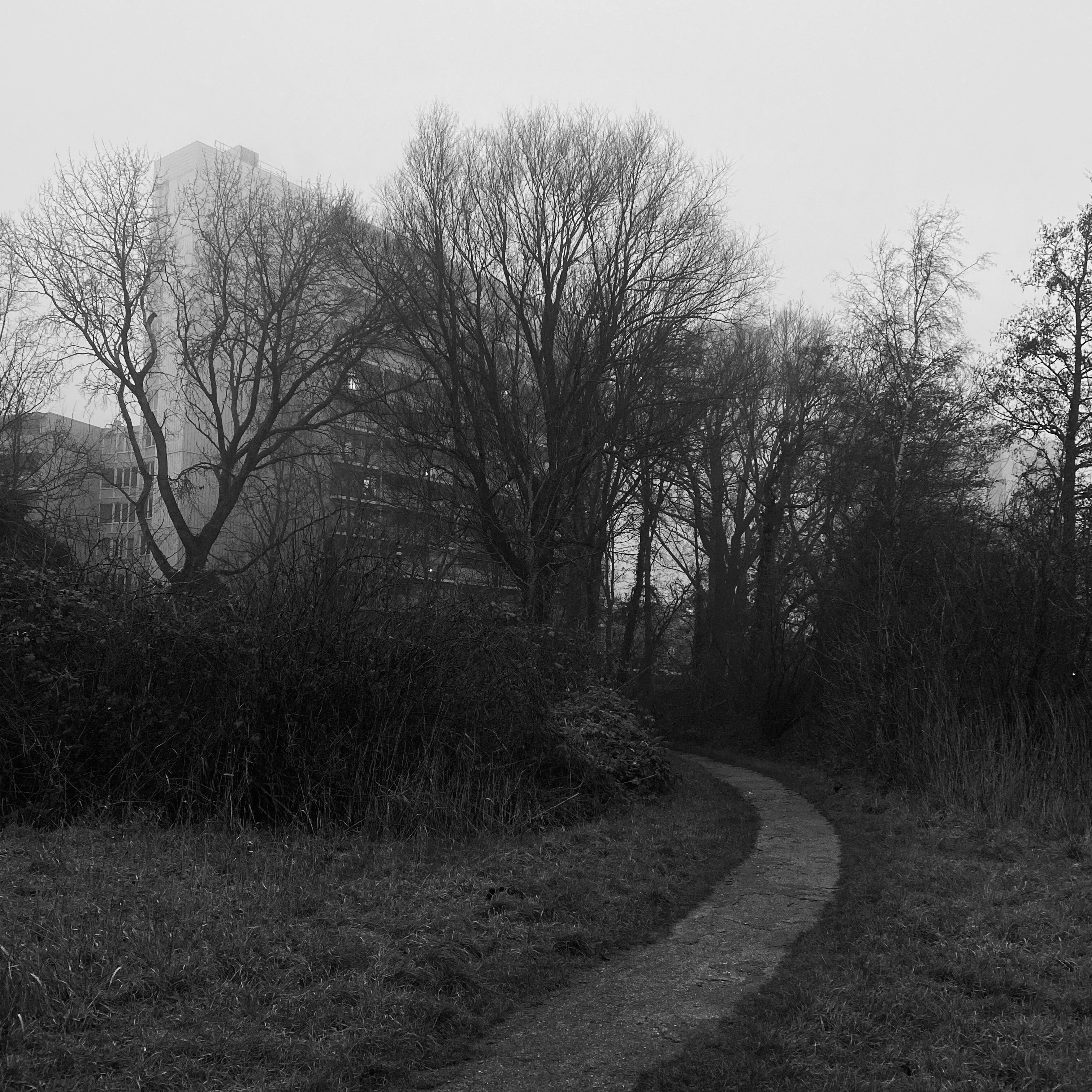 foggy Meerwijkplas landscape