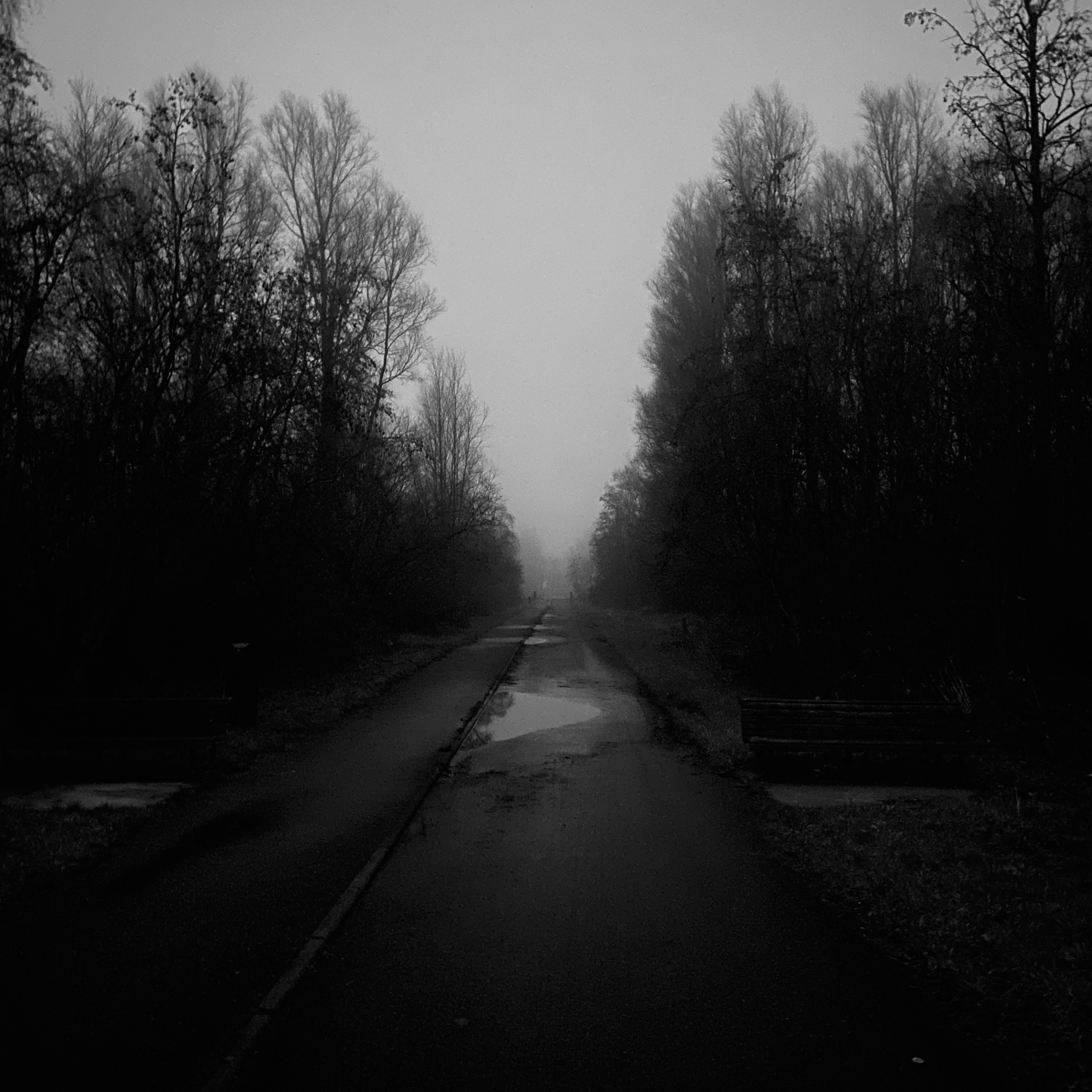 foggy Meerwijkplas landscape